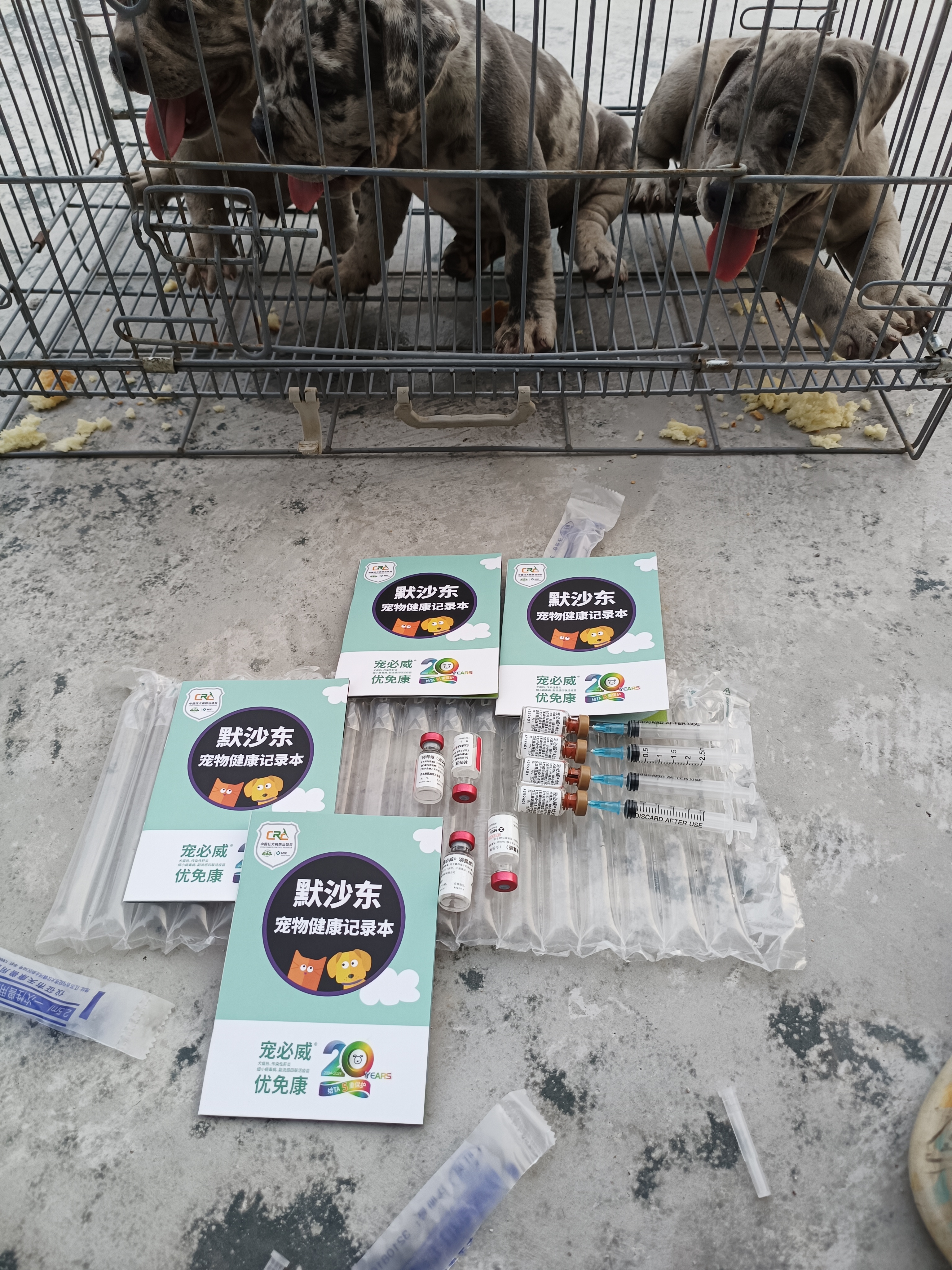 恶霸犬  陨石色大体  公母都有…